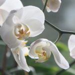 Jak se starat o domácí orchideje