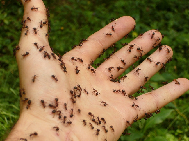 Jak dostat mravence že skleniku?