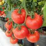 Pěstování rajčat – postup krok za krokem a způsoby pěstování