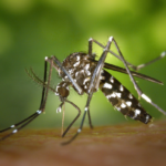 Jak se snadno zbavit komárů?