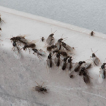 Jak se zbavit létajících okřídlených mravenců