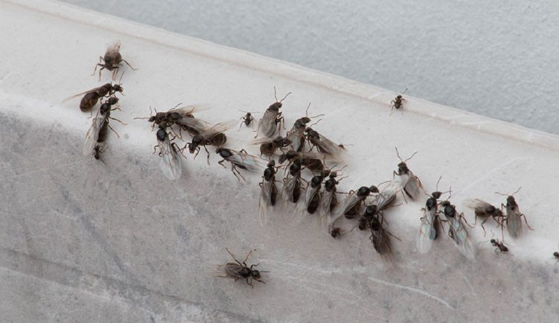 Létající mravenci v bytě: Jak se jich zbavit a předejít jejich návratu
