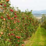Letní odrůdy jabloní