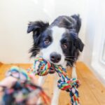 Tiché a skladné hračky pro psy do bytu: Nejlepší výběr pro spokojeného psa