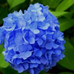 Hortenzie v květináči: Příručka pro pěstování, výsadbu a údržbu