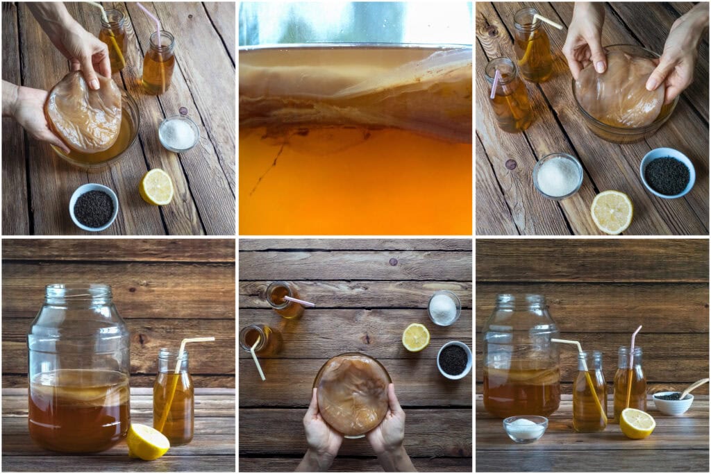 Kombucha pěstování